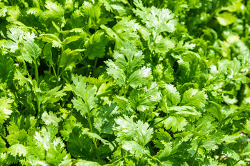 Close-up of green curly parsley leaves (Petroselinum), Kitchen herb garden with fresh parsley plant.