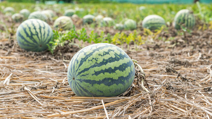 Close-up of watermelons growing in farmland in Yunlin, Taiwan.