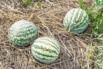 Close-up of watermelons growing in farmland in Yunlin, Taiwan.