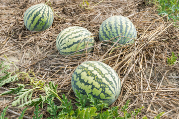 View of watermelons growing in farmland in Yunlin, Taiwan.