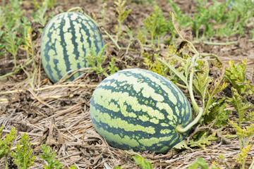 Close-up of watermelons growing in farmland in Yunlin, Taiwan.