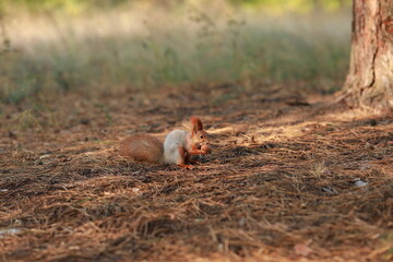 tame fluffy squirrel in the forest close-up eating nuts