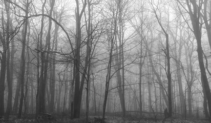 Fototapeta na wymiar A foggy forest
