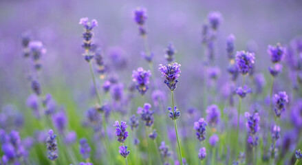Blooming lavender field in the morning macro