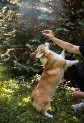 royal corgi dog stands on its hind legs and catches food from the hands of a man in the forest
