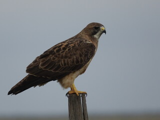 Swainsons Hawk
