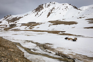 Yaks on highland plateau of Khunjerab national park. Pakistan