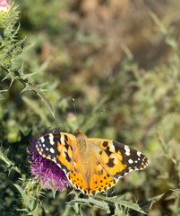 Butterfly on the flower of burdock. Butterfly on meadow
