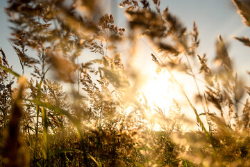 Colorful nature sunset or sunrise background. Silhouette of dry grass branches on field