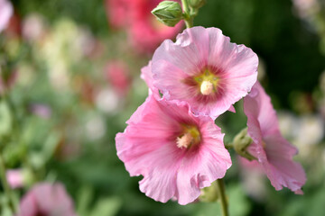 Colorful hollyhocks in the garden in summer