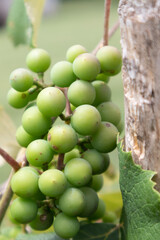 Grapes on the vine at vineyard