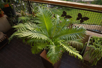 Urban jungle plant. Closeup view of Blechnum gibbum, also known as miniature tree fern, beautiful...