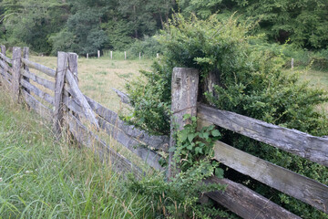 Broken and overgrown split rail fence along the Blue Ridge Parkway