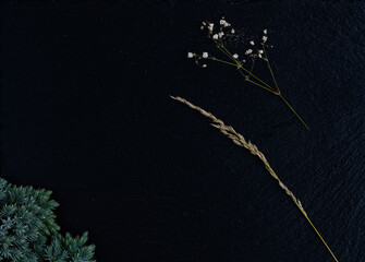 Dried plant steams on black textured background with branch of fir tree on the bottom left corner