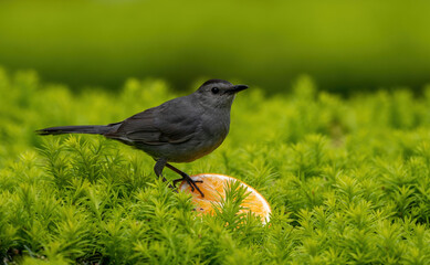 A Gray Catbird with an orange.