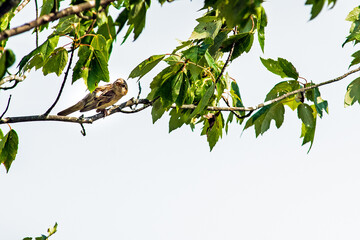 Bird on a tree branch