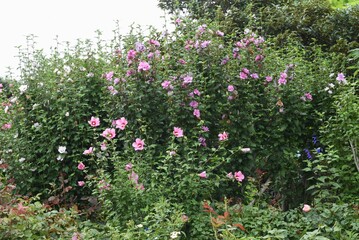 Rose of sharon flowers. Malvaceae deciduous tree.