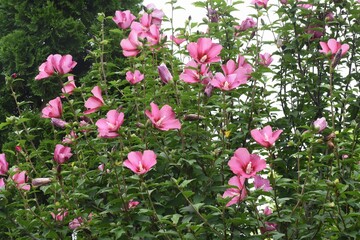 Rose of sharon flowers. Malvaceae deciduous tree.