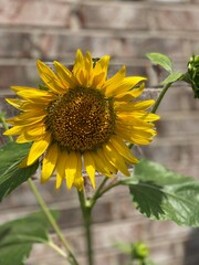 Naklejka premium sunflower