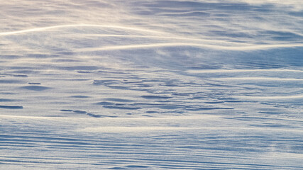 Snowy background, snow-covered wavy surface of the earth after a blizzard in the morning in the sunlight