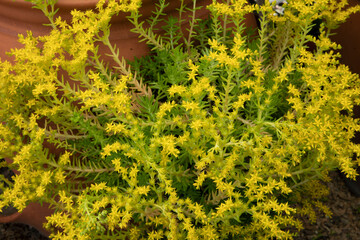Flowering succulent plant background. Closeup view of a Sedum growing in a pot in the garden. Its green leaves and bright yellow flowers blooming in the park. 
