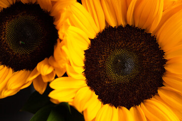 Closeup on the head of sunflower blooming, textures of stamens