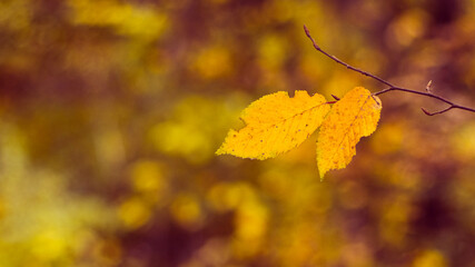 Autumn background with yellow leaves on a branch on a blurred background in warm autumn colors, copy space