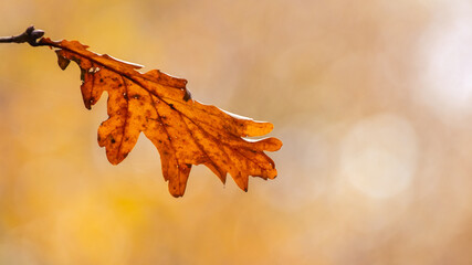 Fototapeta premium Lone oak leaf on a blurred background in warm autumn colors, autumn leaves