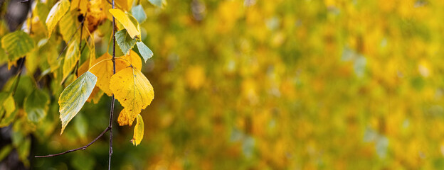 Autumn background with colorful birch leaves on a blurred background, copy space