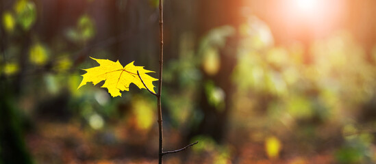 Yellow maple leaf on a tree in a dark forest during sunset