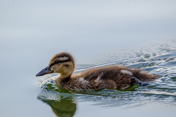 Wild duckling. Duckling in the lake