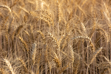 Fototapeta premium Close up of ripe wheat ears. Rich harvest concept.