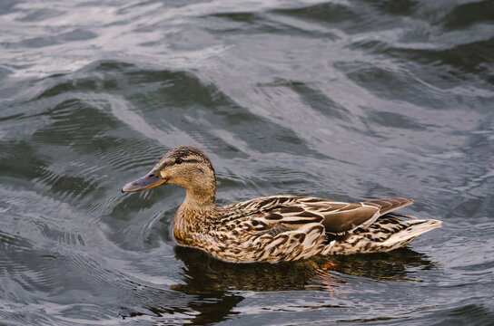 Wild duck. Duck in the lake