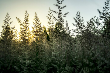 Atmospheric natural background with meadow vegetation in the rays of the rising sun. Bottom view. Toning.