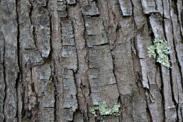 Oak Tree Bark used for Background