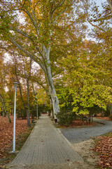 path in autumn park