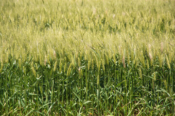 Cultivo de cereal trigo, agricultura