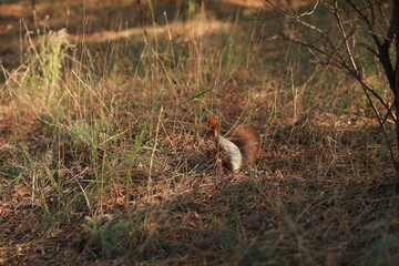 tame fluffy squirrel in the forest close-up eating nuts