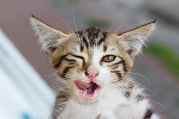 Pretty kitten winking with month open. Cute cat horizontal background