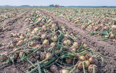 Long converging rows with harvested onions drying on a Dutch field ready to be picked up...