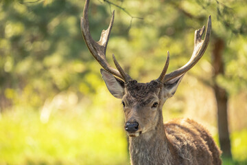 Naklejka na ściany i meble Red deer, adult male with large acid horns. Close-up.
