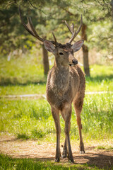 Red deer, full-length adult male in the forest.