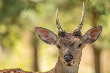 Young male red deer with small horns.