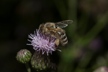 The honey bee is collecting nectar on a flower
