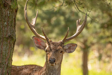 Naklejka na ściany i meble Red deer, adult male with large acid horns. Close-up.