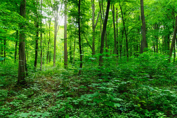 green forest background in a sunny day