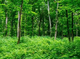 green forest background in a sunny day