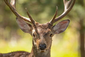 Red deer, adult male with large acid horns. Close-up.