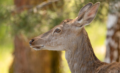 Young female red deer, portrait, close up.