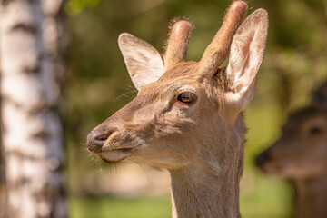 Young male red deer with small horns.